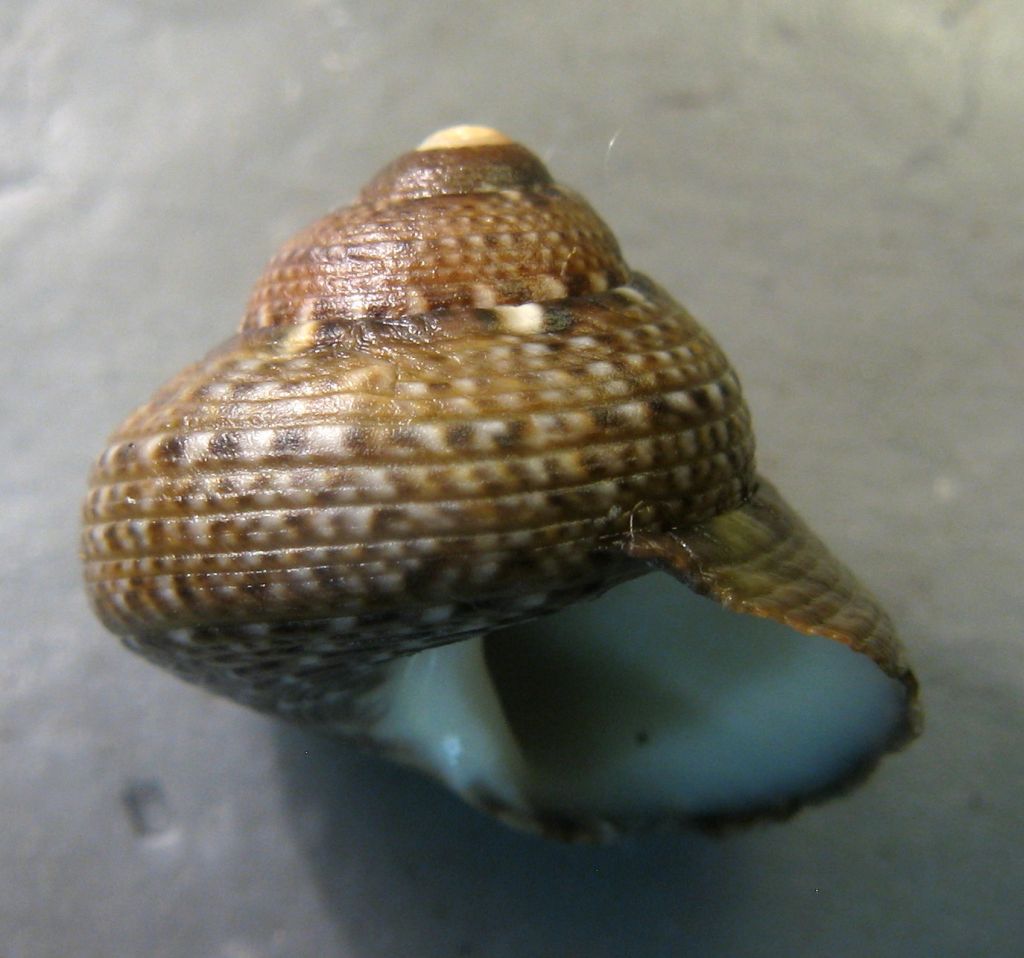 Tenerife, Canarie - Famiglia Trochidae